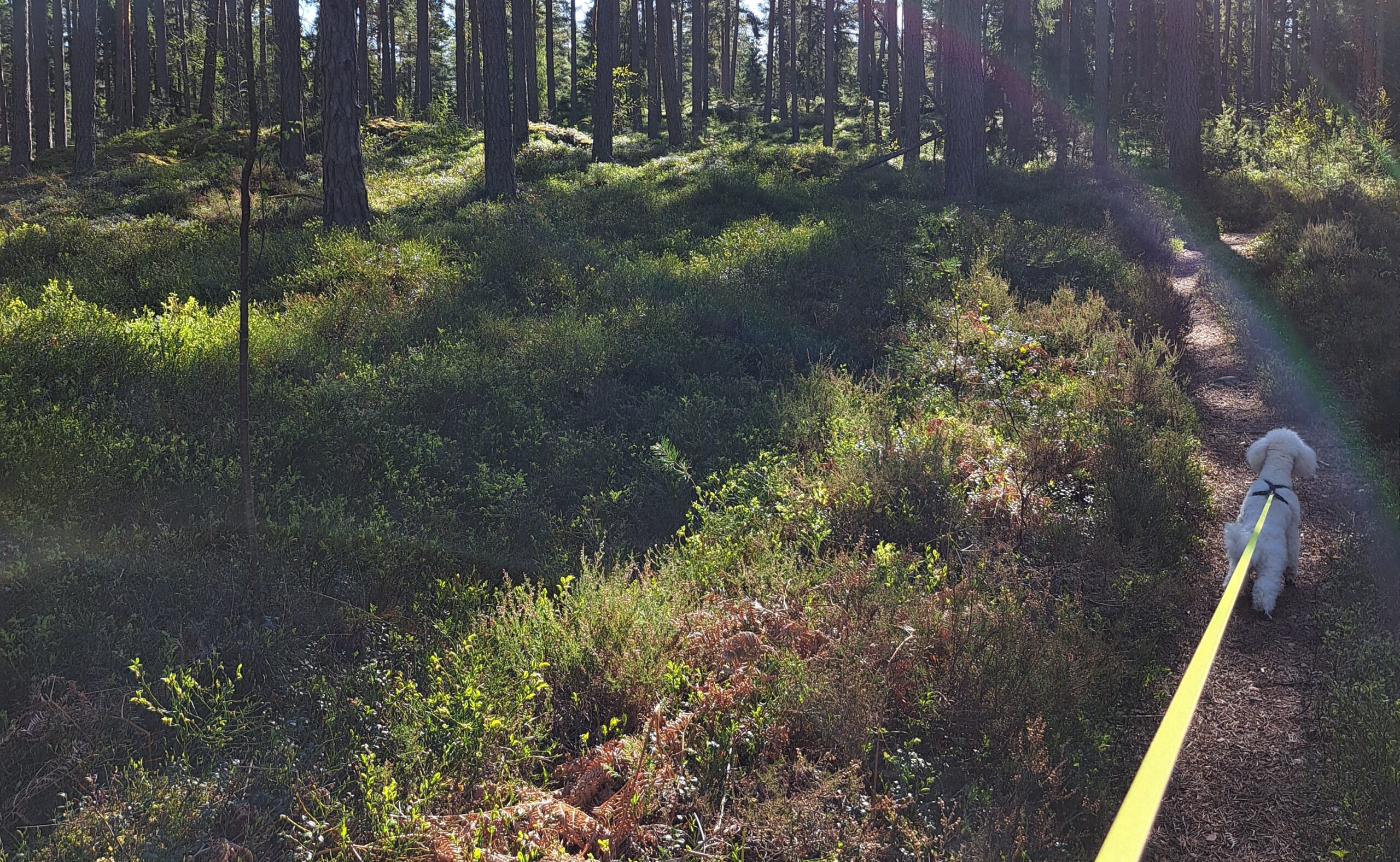 luna i skogen med koppel